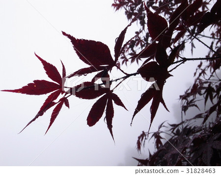 Maple leaf Maple leaf 31828463