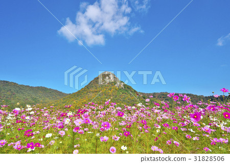 Taro Boy Palace of Kinshu 31828506