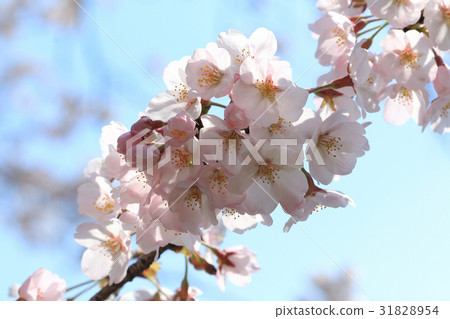 Blooming cherry blossoms at branches Koganei Park Blooming cherry blossoms at branches Koganei Park 31828954