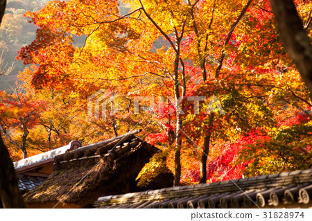 A stunning fall foliage in a private house that is crowded during the holiday season A stunning fall foliage in a private house that is crowded during the holiday season 31828974