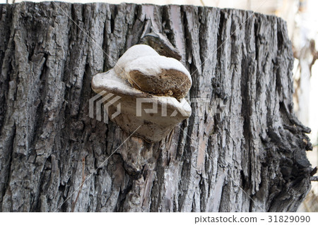 The fungus parasite on a tree 31829090