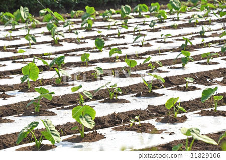 Taro field 31829106