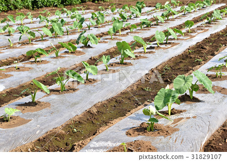 Taro field Taro field 31829107