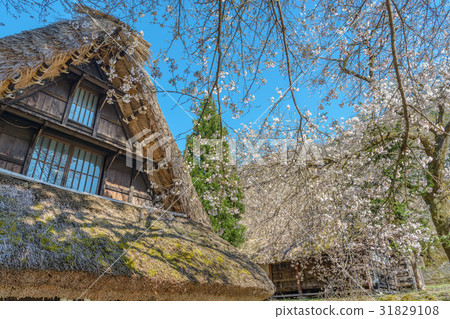 World Heritage Gokayama Spring Landscape of Suganuma Village World Heritage Gokayama Spring Landscape of Suganuma Village 31829108
