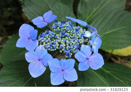 Honkoji繡球節 31829123