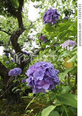 Honkoji Hydrangea Festival 31829133