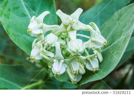 Calotropis Colorful white flower (Crown flower) 31829211