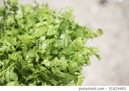 Fresh Pakuchi 31829483