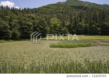 Rankei公主（Sampuyama） 31829705