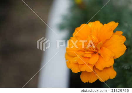 Marigold  31829756