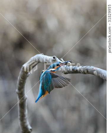 Kingfishes of the perch Kingfishes of the perch 31829955