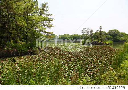 Osaka City Nagai Botanical Gardens Water Lion Oike fountain 31830239