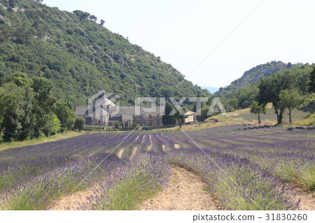 Southern France, Senanque Abbey Southern France, Senanque Abbey 31830260