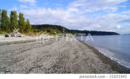 SEATTLE, WASHINGOTN - SEPTEMBER 2014: Driftwood at 31831945
