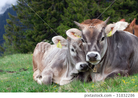 Alpine cow with calf. Italy 31832286