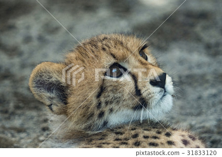 Young cheetah Young cheetah 31833120