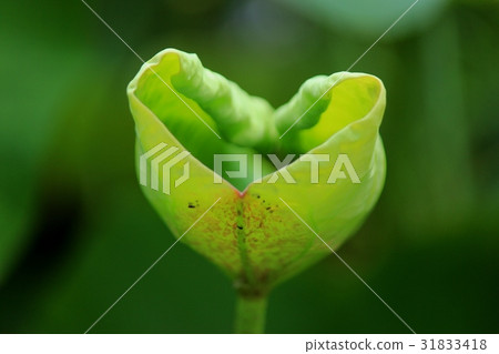 蓮花葉像外星人一樣 31833418