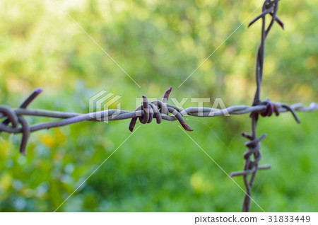 Barbed wire on fence 31833449