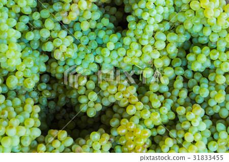 Young green grapes 31833455