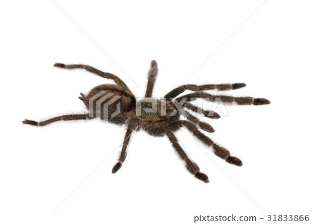 Spider Cyclosternum Davus Fasciatum 31833866