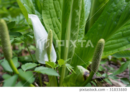 水芭蕉花 照片素材 圖片 3130 圖庫