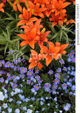 flower bed flower bed 31833957