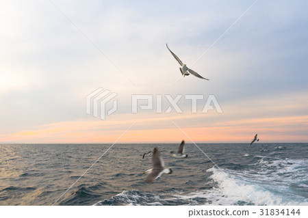 Sasagawa流動從船上的支柱 31834144