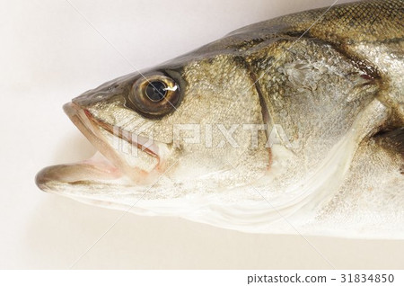 鱸魚(鱸魚),白色和美味的海魚,廣泛流行,是釣魚的目標 鱸魚(鱸魚),白色和美味的海魚,廣泛流行,是釣魚的目標 31834850