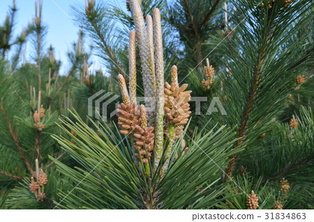 Female flower of pine Female flower of pine 31834863