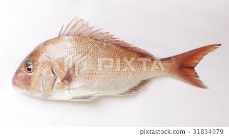 Red sea bream (red snapper) Fish indispensable for celebrations Fish fishing popularly representing Japan is also popular 31834979