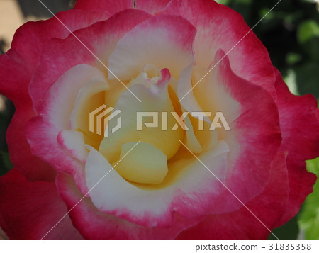 Flowers Flowers 31835358