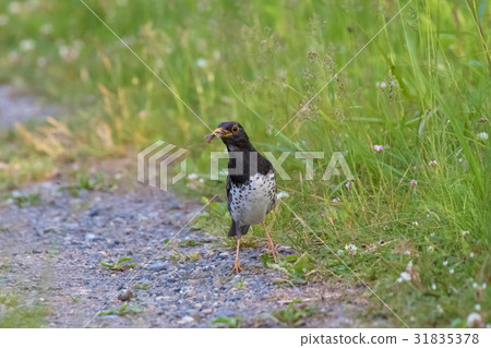 Kurotsugumi - 日本鵝口瘡 Kurotsugumi - 日本鵝口瘡 31835378