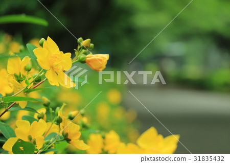 公園鮮花 公園鮮花 31835432