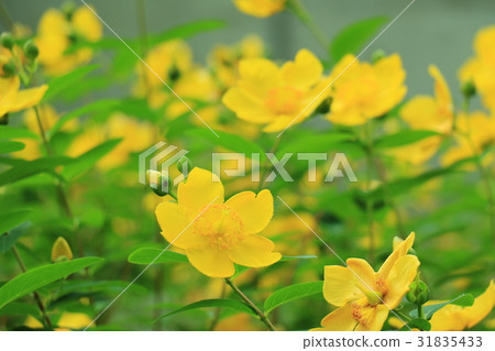 Park flowers 31835433