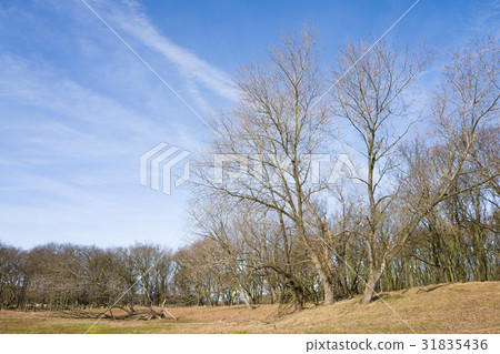 Populus alba trees. Populus alba trees. 31835436