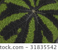 leaf  31835542