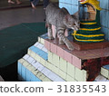 Cat in the temple 31835543