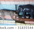 Cat in the temple 31835544