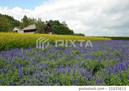 Lavender farm, Furano Hokkaido 31835613