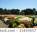 A garden 31835657
