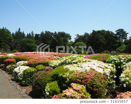 一個花園 一個花園 31835657