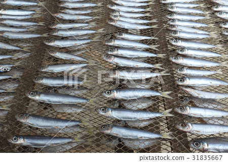 Dried sardines Dried sardines 31835667