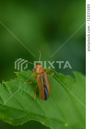 Urihamushi lora Urihamushi lora 31835889