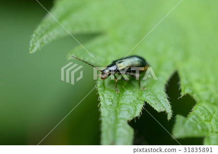 糖甲蟲·糖蟲 31835891