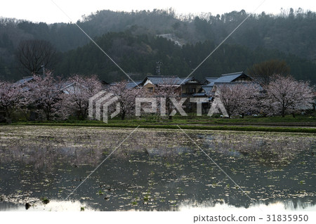 在日落和米領域包裹的櫻花樹等待米種植 31835950