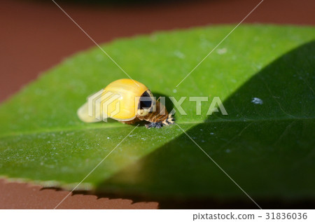Yellow ladybird immediately after emergence Yellow ladybird immediately after emergence 31836036