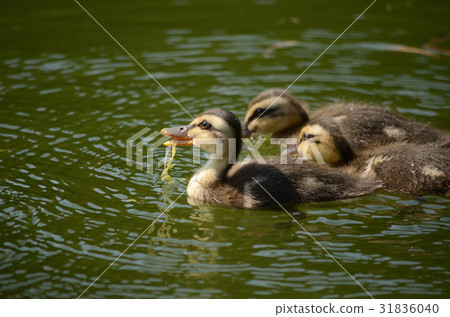 Growing up, chicks of appetizing kalarma and light duck Growing up, chicks of appetizing kalarma and light duck 31836040