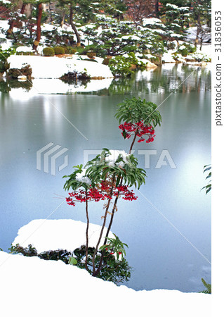 Red fruit of the scenery of the snow makeup 31836053