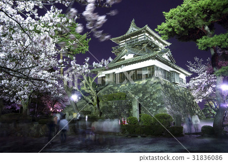 櫻花在晚上櫻花盛開的Maruoka節 31836086