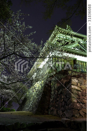 櫻花在晚上櫻花盛開的Maruoka節 31836088